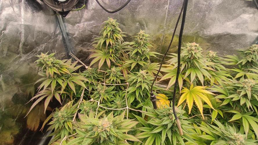 BombyJakPica. Week 10