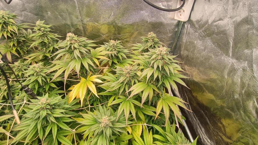BombyJakPica. Week 10