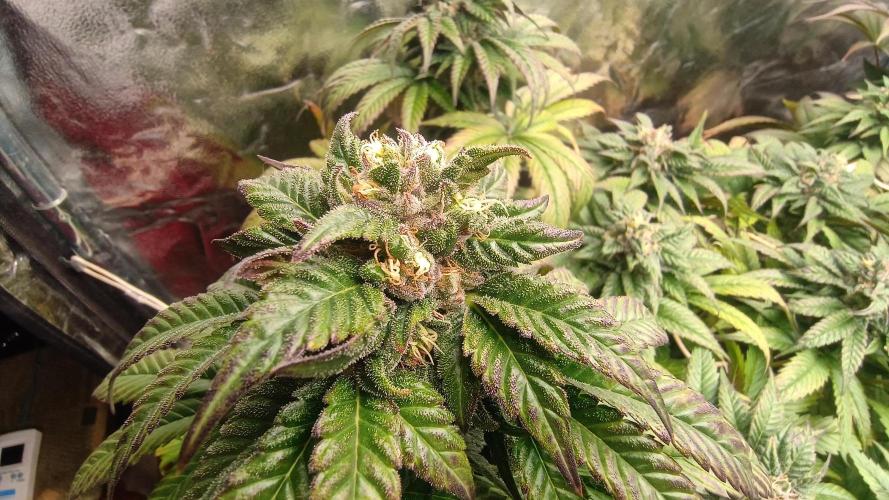 BombyJakPica. Week 10