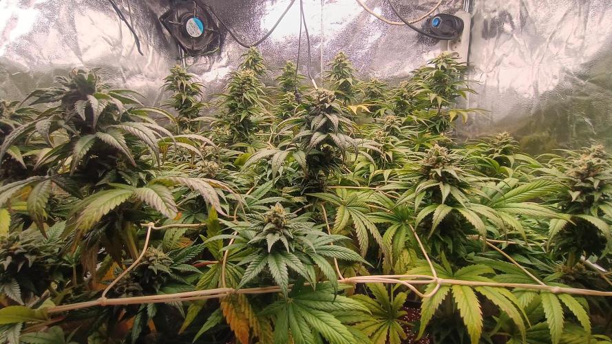 BombyJakPica. Week 10
