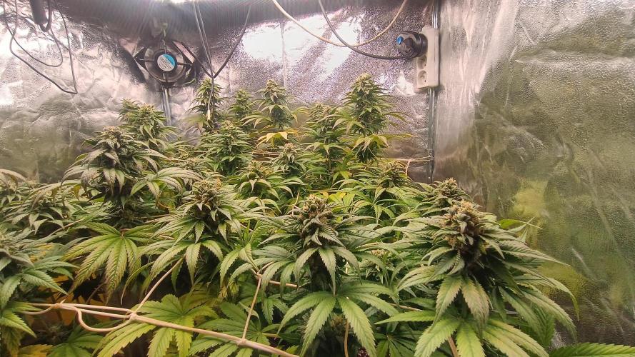 BombyJakPica. Week 10