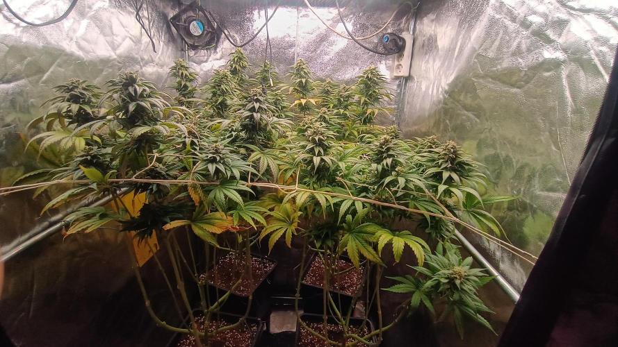 BombyJakPica. Week 10