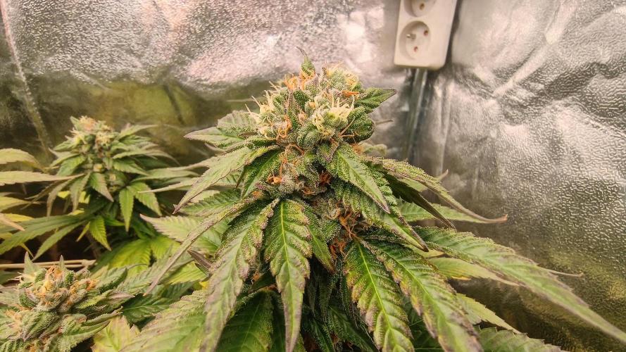 BombyJakPica. Week 10