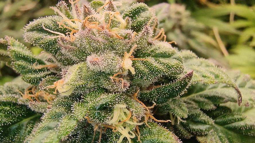 BombyJakPica. Week 10
