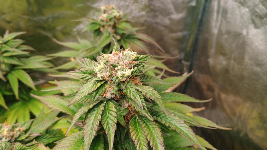 BombyJakPica. Week 10