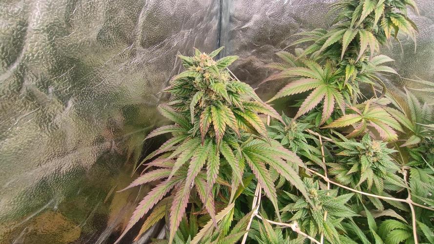BombyJakPica. Week 10