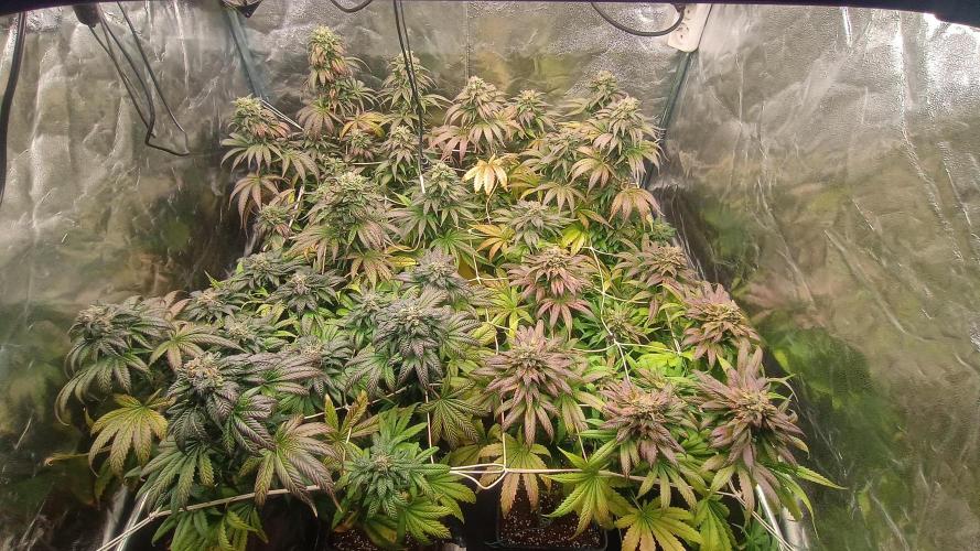BombyJakPica. Week 11