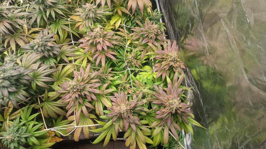 BombyJakPica. Week 11