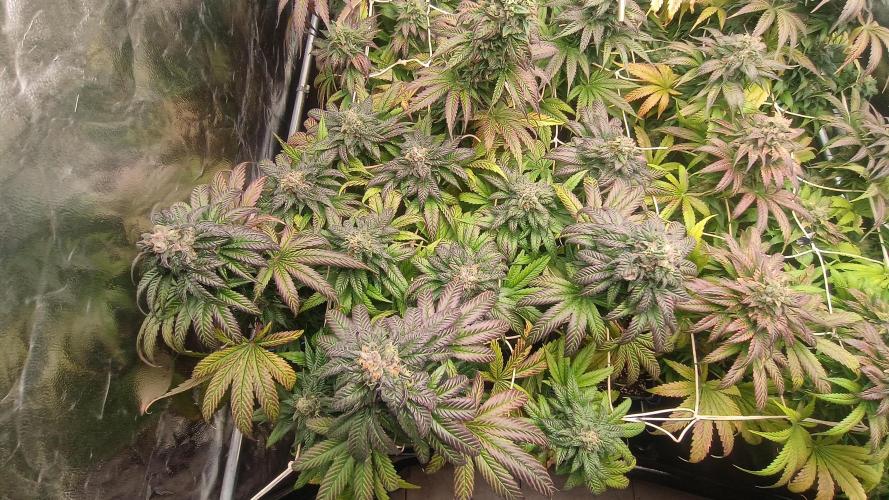 BombyJakPica. Week 11