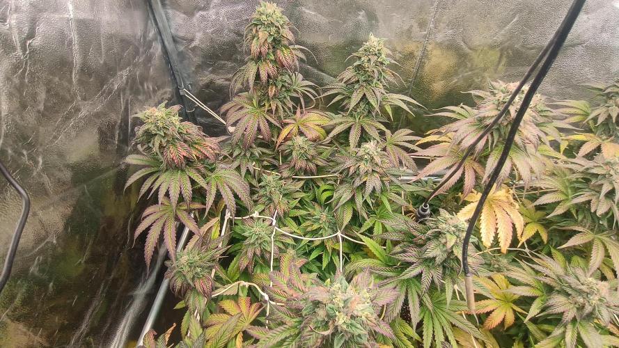 BombyJakPica. Week 11