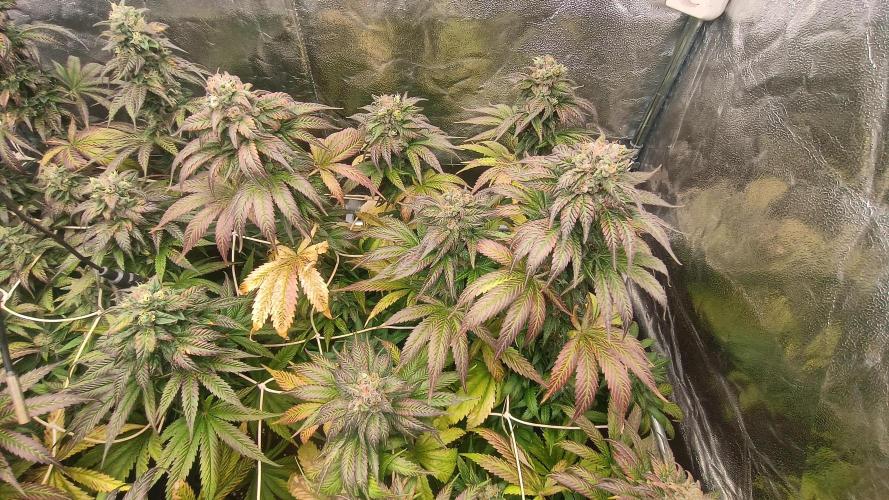 BombyJakPica. Week 11