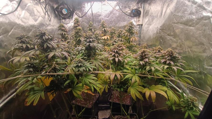BombyJakPica. Week 11