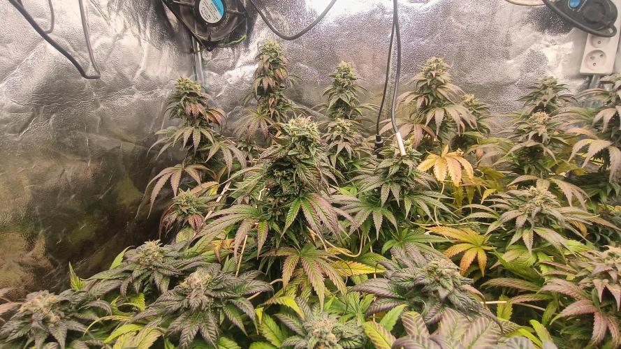 BombyJakPica. Week 11
