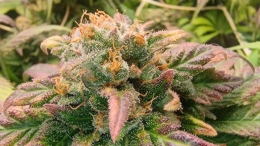 BombyJakPica. Week 11
