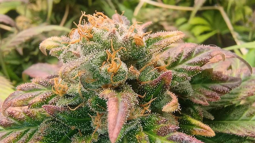 BombyJakPica. Week 11