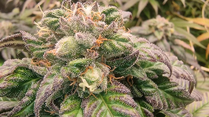 BombyJakPica. Week 11