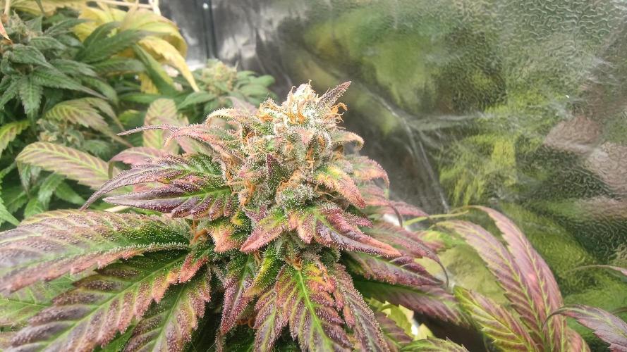 BombyJakPica. Week 11