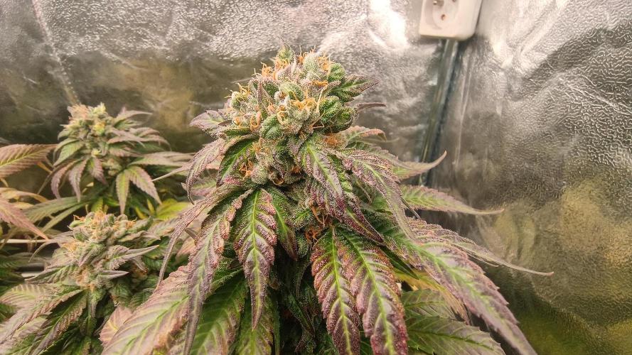 BombyJakPica. Week 11