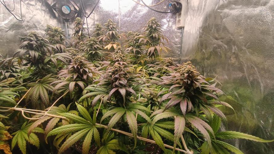 BombyJakPica. Week 11