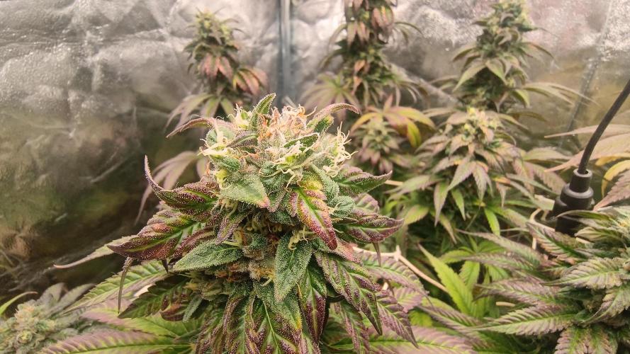 BombyJakPica. Week 11