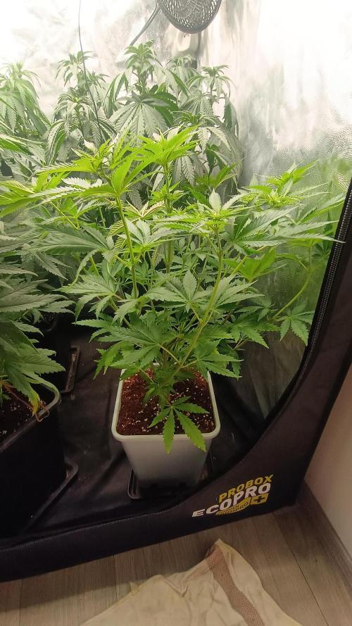 Další projekt. Week 6 - Critical 