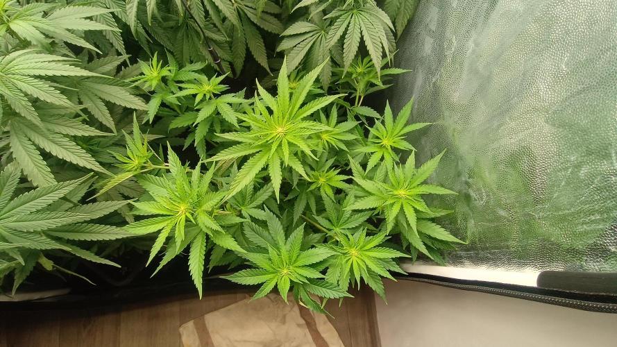 Další projekt. Week 6 - Critical 