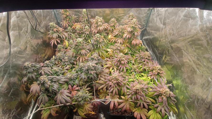 BombyJakPica. Week 12