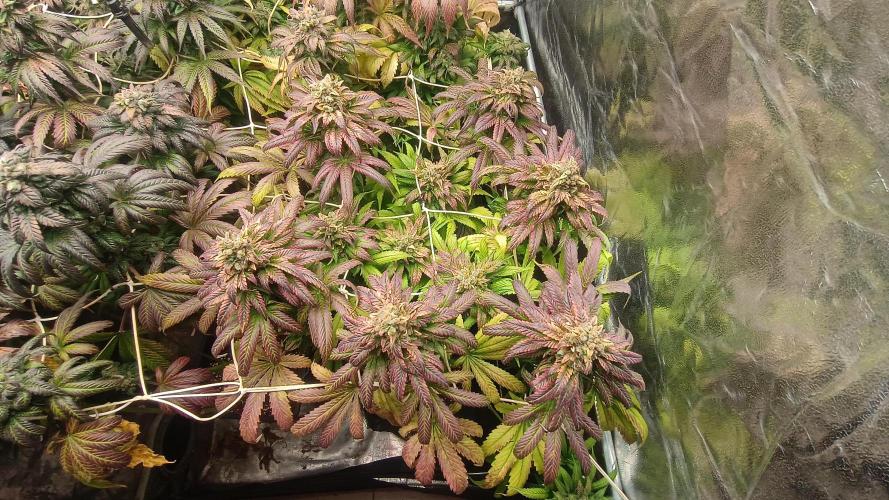 BombyJakPica. Week 12