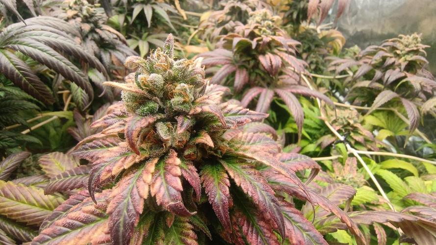BombyJakPica. Week 12