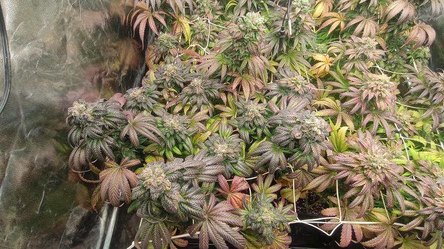 BombyJakPica. Week 12