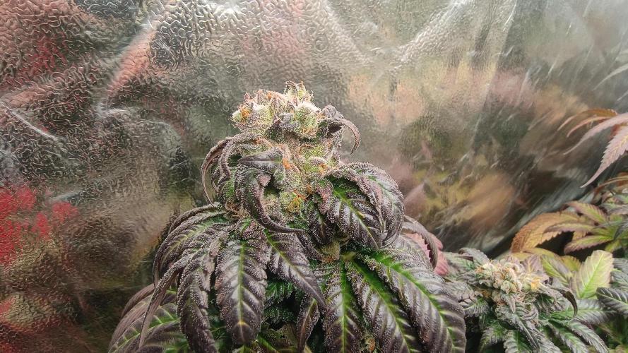 BombyJakPica. Week 12
