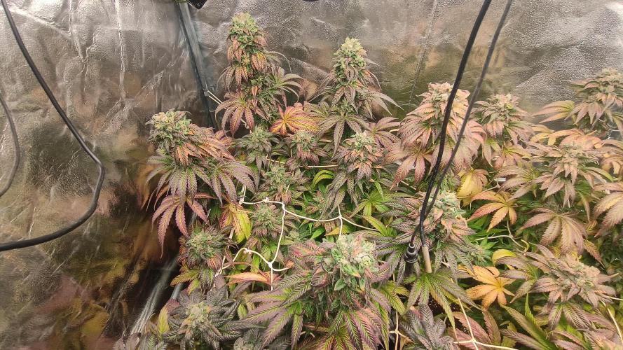 BombyJakPica. Week 12