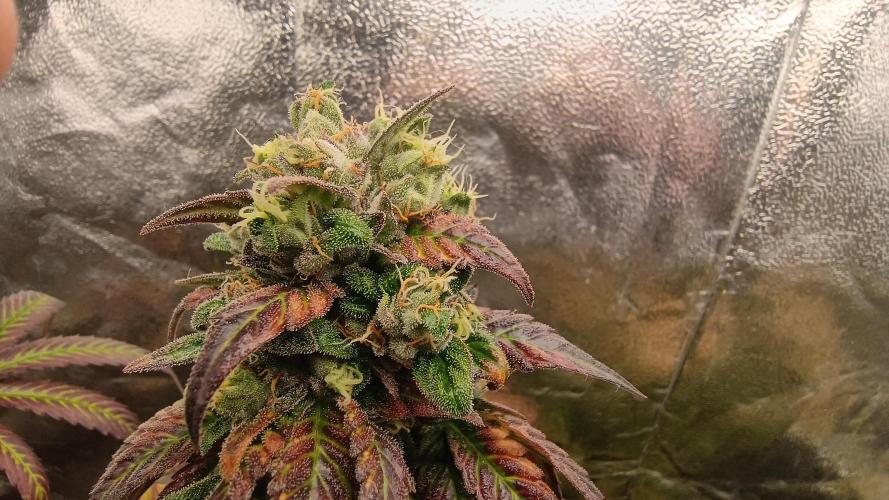BombyJakPica. Week 12