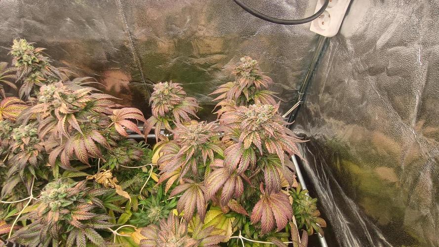 BombyJakPica. Week 12