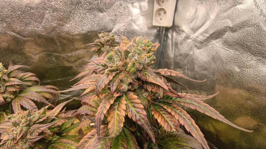 BombyJakPica. Week 12