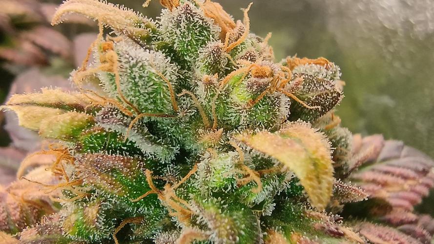 BombyJakPica. Week 12