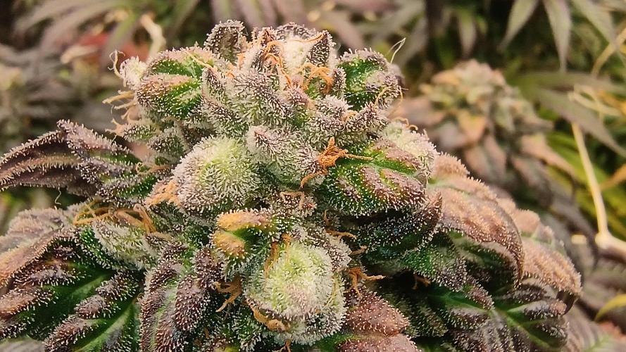 BombyJakPica. Week 12