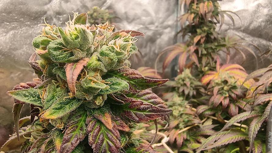 BombyJakPica. Week 12