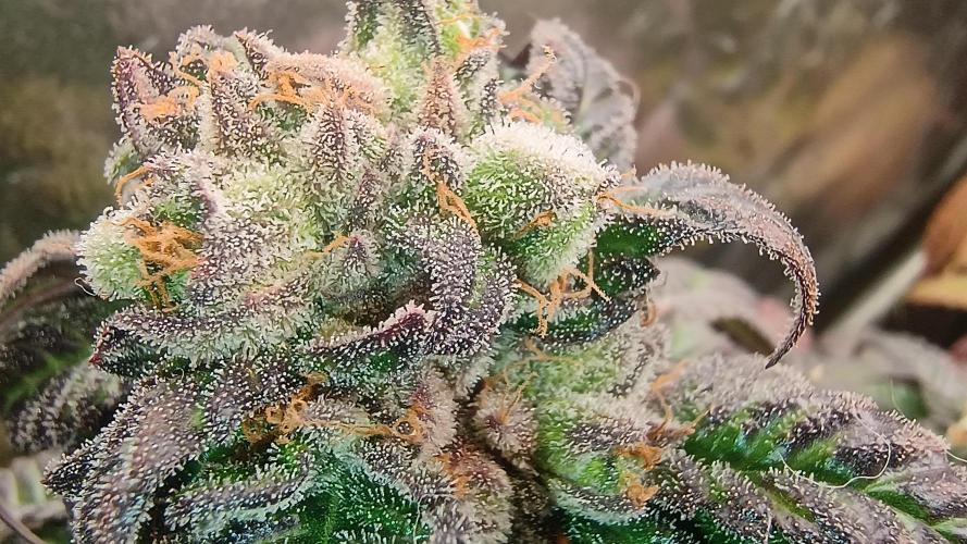 BombyJakPica. Week 12