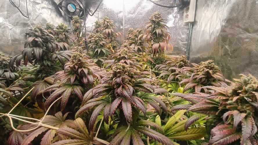 BombyJakPica. Week 12