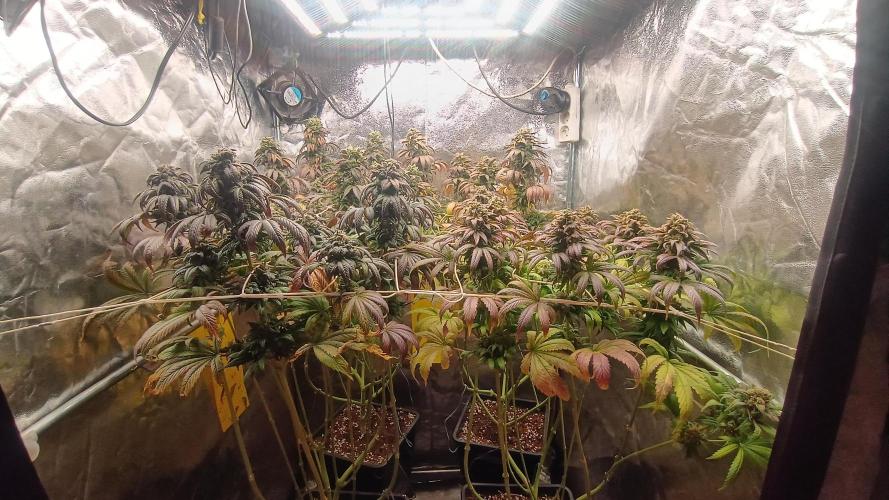 BombyJakPica. Week 12