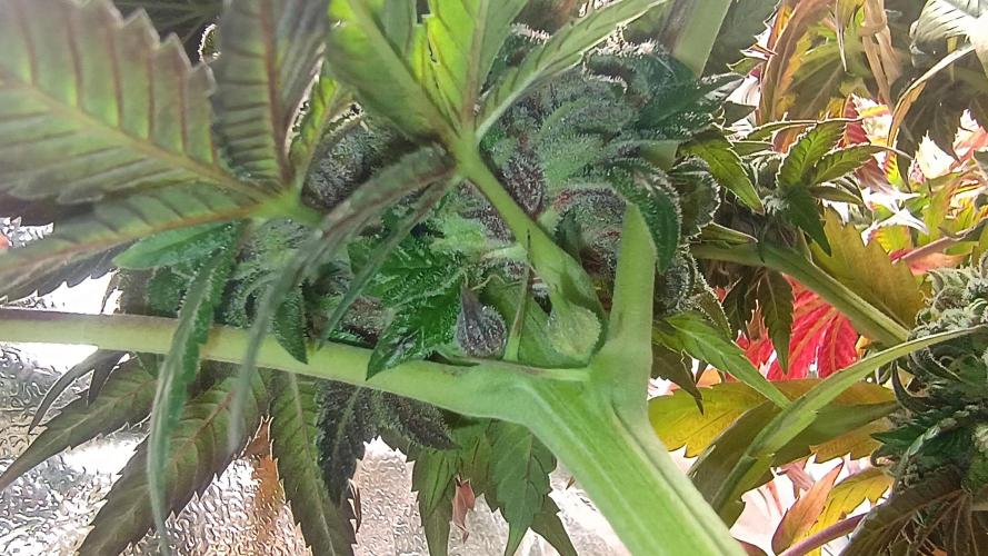 BombyJakPica. Week 12