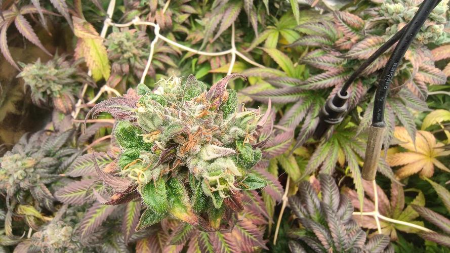 BombyJakPica. Week 12