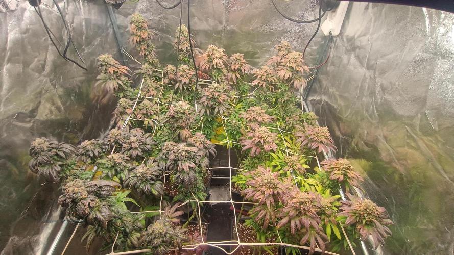 BombyJakPica. Week 13