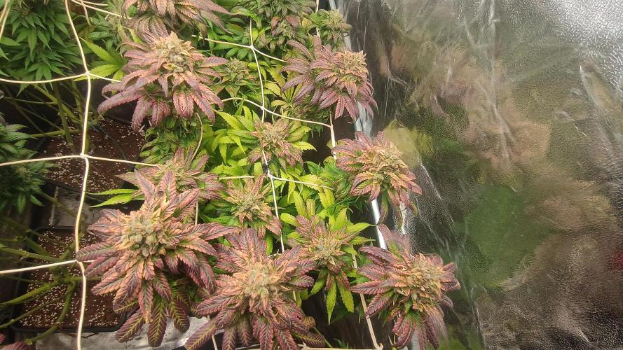 BombyJakPica. Week 13