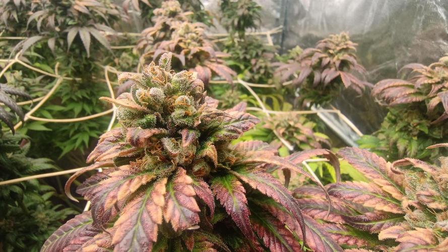 BombyJakPica. Week 13