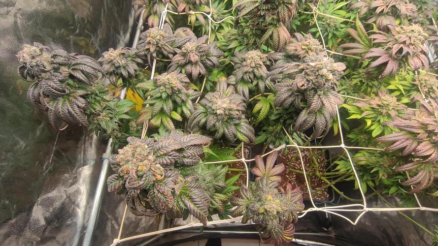 BombyJakPica. Week 13