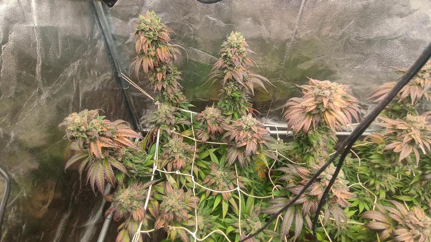 BombyJakPica. Week 13