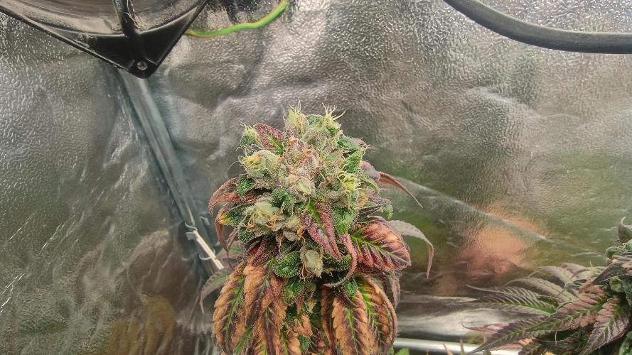 BombyJakPica. Week 13