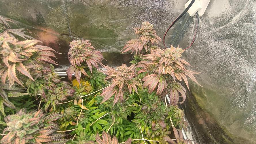 BombyJakPica. Week 13